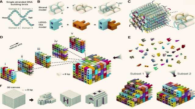 Self-Assembling DNA