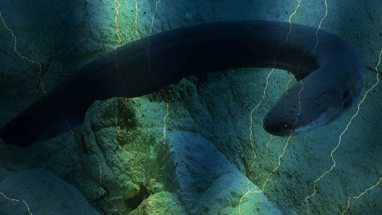 Electric Eels' Shocking