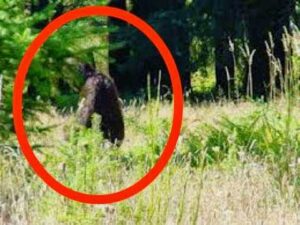 S'Klallam Bigfoot Story