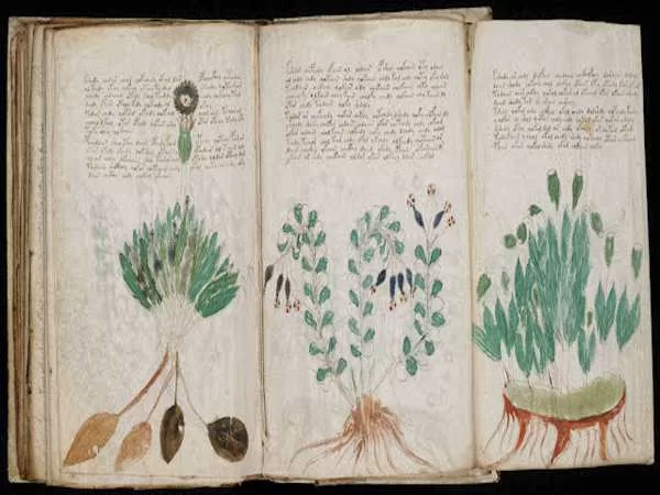 Read Voynich Manuscript