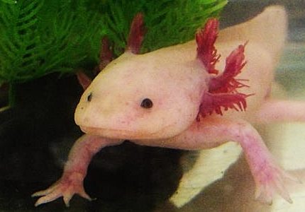 Axolotl: Meet the Tiny Dragon Fish