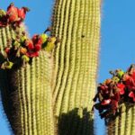 Giant Saguaro cactus