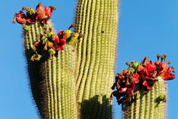 Giant Saguaro cactus