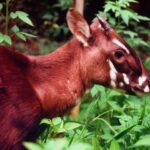 Saola