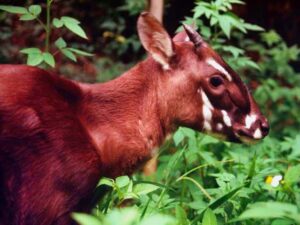 Saola