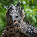 Crowned Eagle