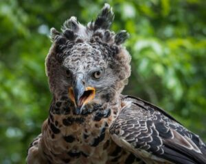 Crowned Eagle