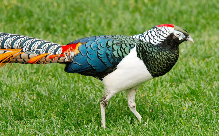 Lady Amherst's Pheasant