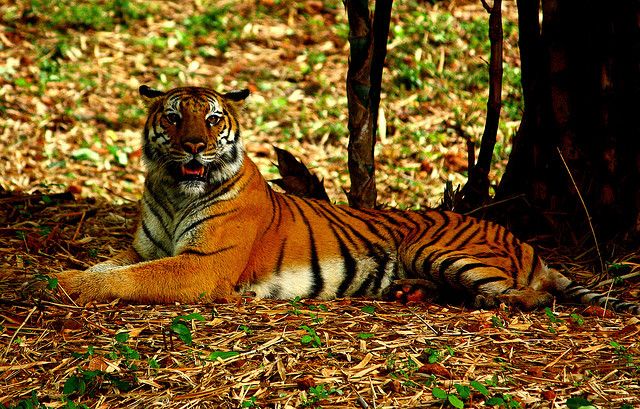 National Animals of the SAARC Nations