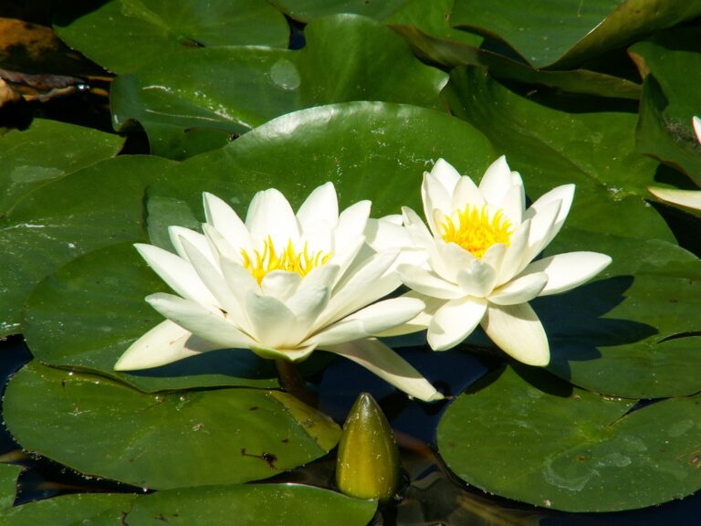 National Flowers of the SAARC Nations