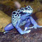 Poison Dart Frog