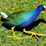 Purple Gallinule