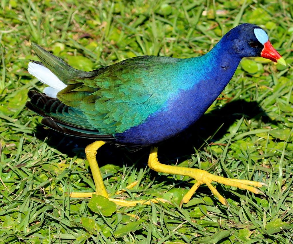 Purple Gallinule