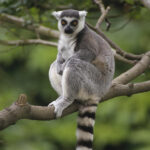 Ring-tailed Lemur