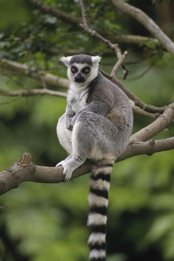 Ring-tailed Lemur