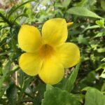 Tecoma stans (Yellow bells)