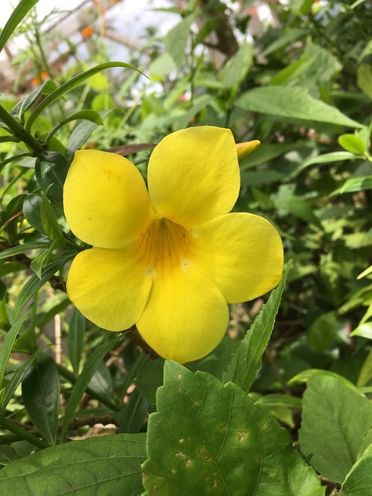 Tecoma stans (Yellow bells)