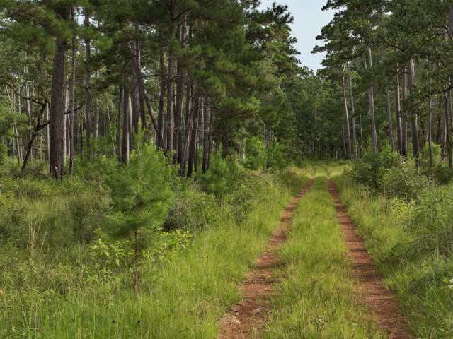 Mysterious Creature in Texas