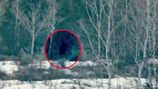 5 Bigfoot Sightings