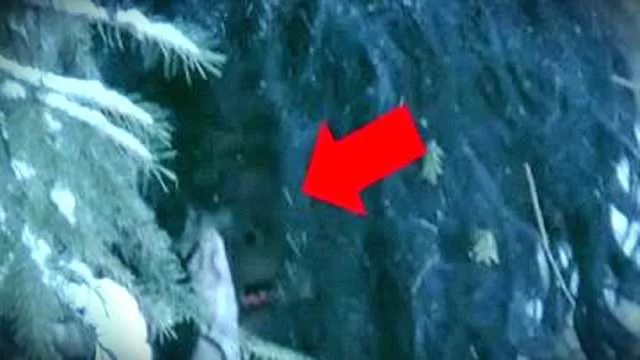 Robert Ross Capture Real Proof of Bigfoot