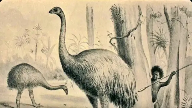 Moa A Giant Flightless Bird