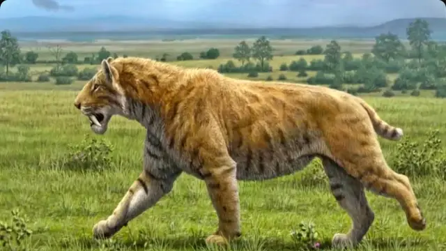 Saber-Toothed Cat