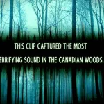 Canadian Forest Noises