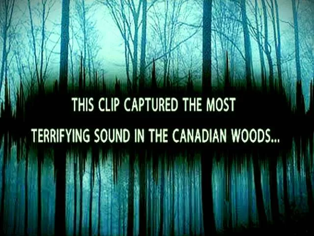 Canadian Forest Noises