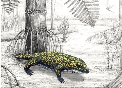 Fossil Amphibian