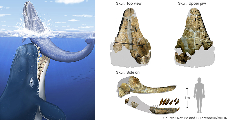 Sea Monster Whale Fossil Unearthed