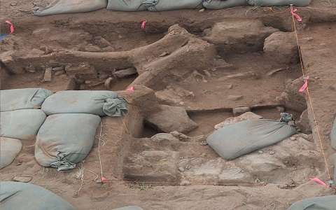 37,000-year-old Woolly Mammoth remains