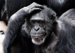 Chimpanzees Still Missing