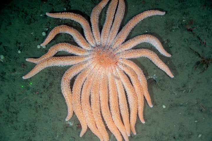 Sunflower sea star population drops to 'extinction point': US scientists - National |  Globalnews.ca