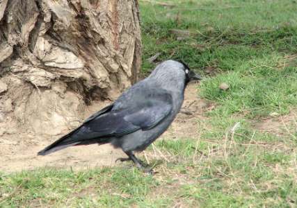 Crows are as Intelligent as Great Apes