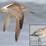 Godwit Bird