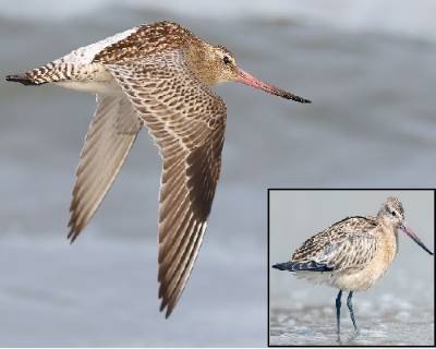 Godwit Bird