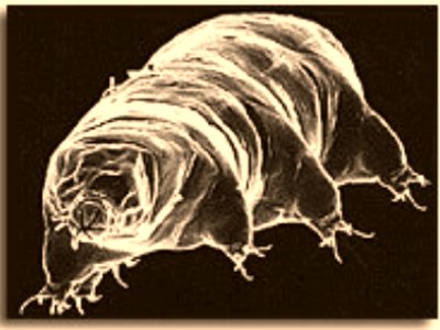 Tardigrade