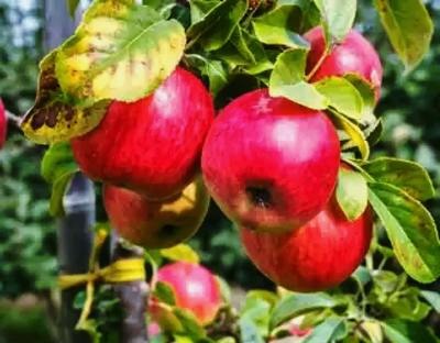 Apple Tree to Bear fruit