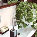 Bathroom with Plants