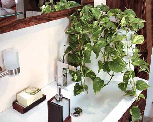 Bathroom with Plants