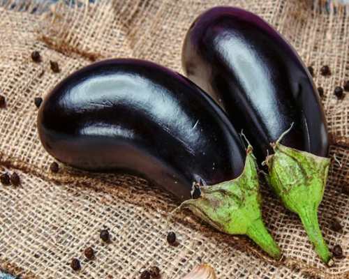 Grow Eggplant from seed