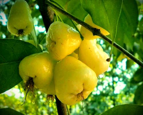 Grow Water Apple Plant