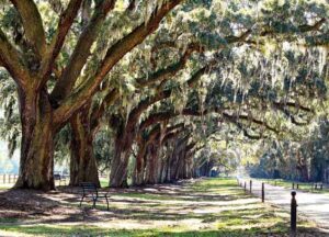 Live-Oaks-Line-Street-Davey-Tree