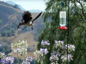 roadrunner-hummingbird