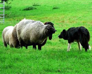 History of Dog Breeds