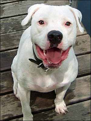 American bulldog