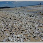 Thousands of dead fish