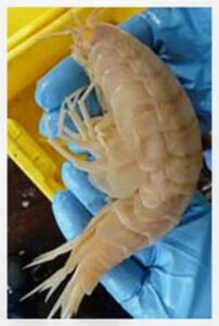 Giant Shrimp