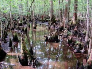 South Carolina’s Most Infamous Lake