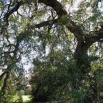 Strange Case of Treaty Oak